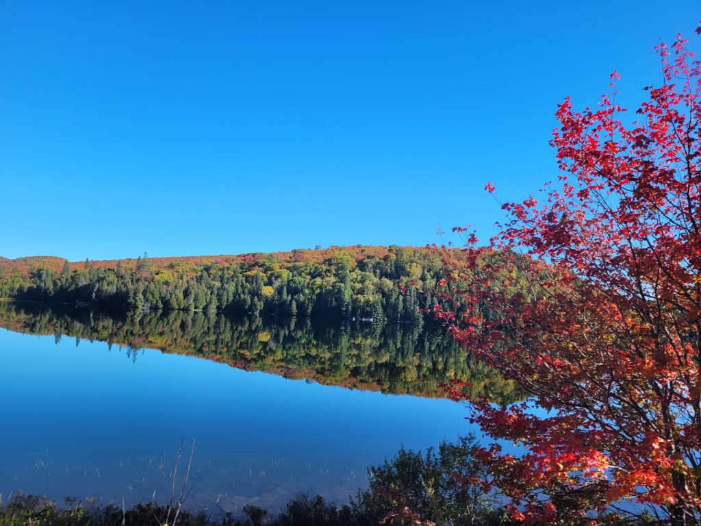 Beautiful view of the fall colour from the Agawa canyon train.